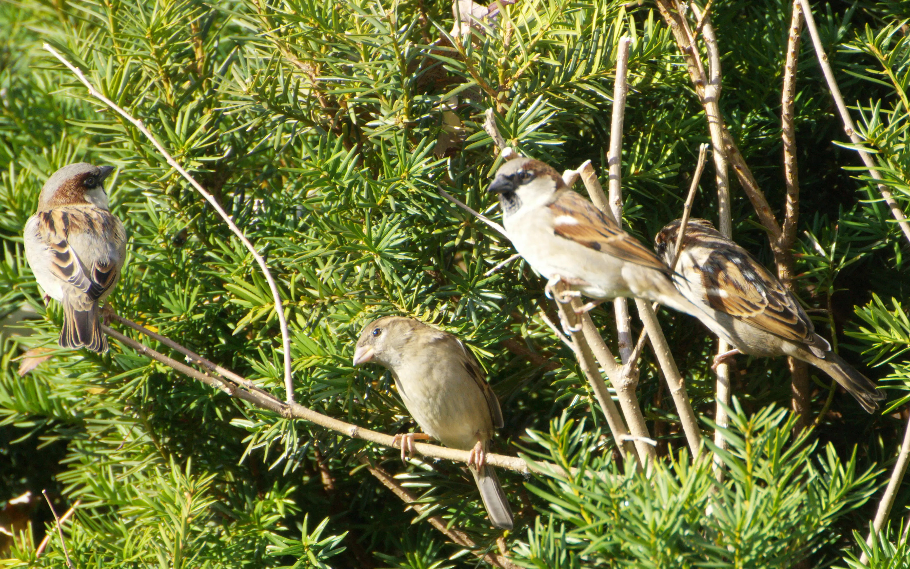 House Sparrows